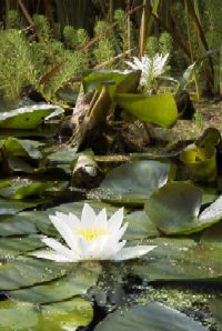 Water lilies