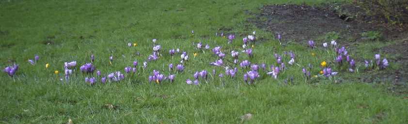 crocuses