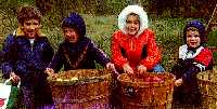 Apple Picking in Ann Arbor -- Paul would return to attend the University 15 years later